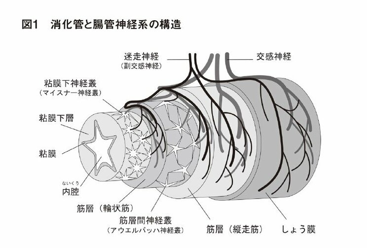 (図1)　 腸管神経系のひとつの「筋層間神経叢」は、文字通り筋層の間にあり、もうひとつの「粘膜下神経叢」は粘膜下層にあります。前者は食道から直腸までに、後者は小腸と大腸に、張りめぐらされています。「交感神経」や代表的な副交感神経である「迷走神経」（胃腸では消化・吸収をコントロールする）は、消化管の外側から神経の枝を伸ばして2つの神経叢に連絡しています。