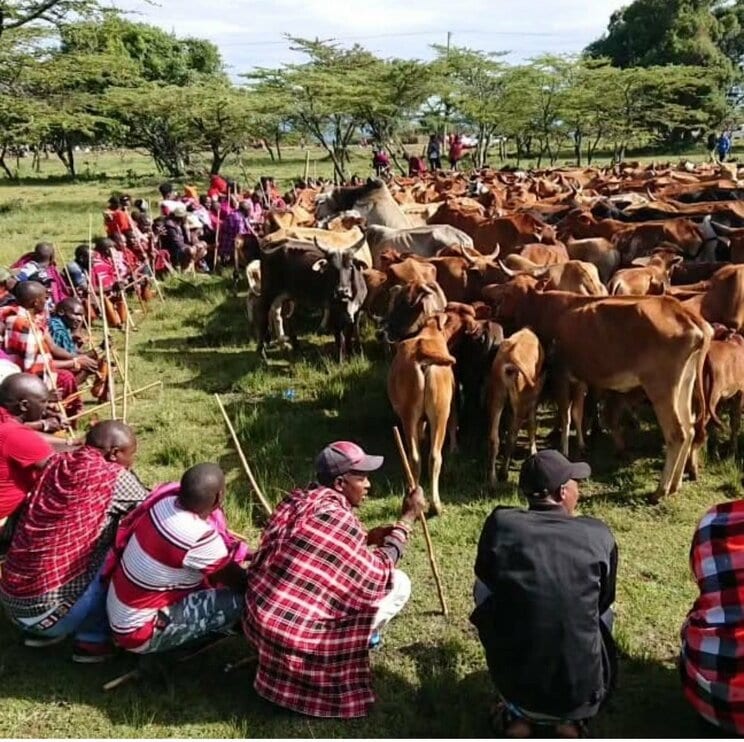 マサイの伝統的な家屋は、牛糞を使って作る（本人Instagramより）