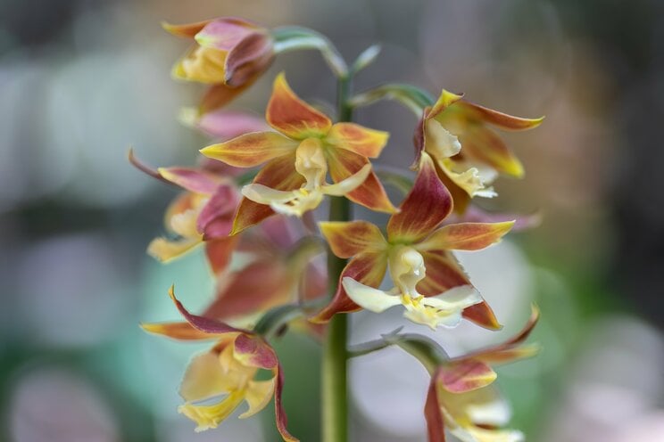 亡くなった進藤さんが研究していた植物・エビネ（PhotoACより）