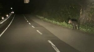 車中泊旅の途中、本州最果ての国道でクマに遭遇した夜
