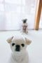 【画像あり】フォロワー数14.6万! 令和の超人気犬「おもちくん」。俳優・高橋一生ともCM共演した癒し満載のキュートな素顔に接近!_18