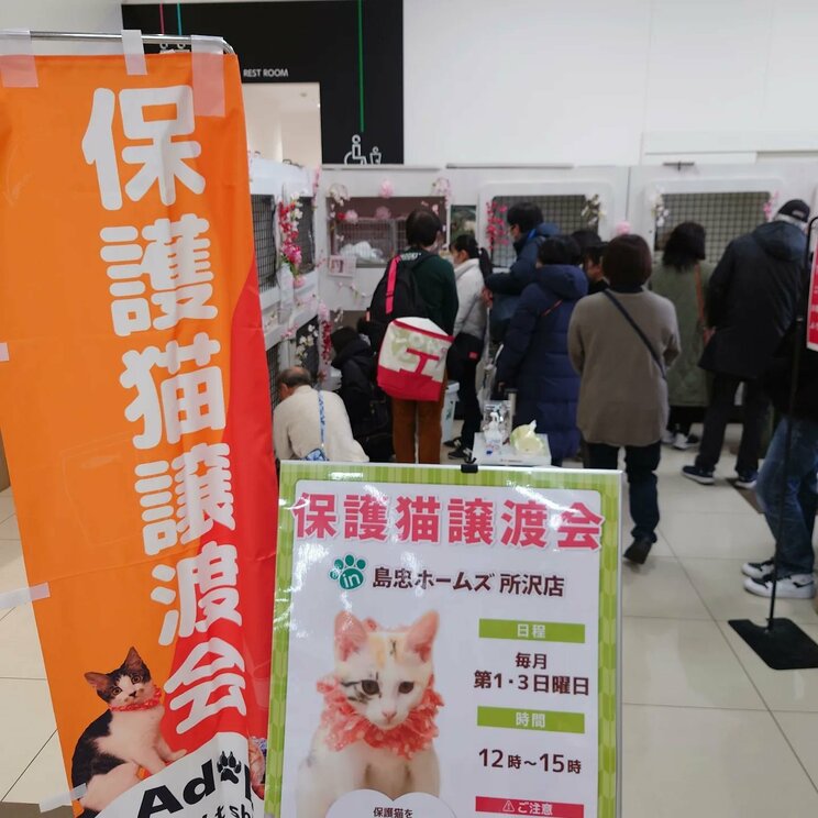 島忠ホーム所沢店協力のもと開催された「ねこかつ」の譲渡会