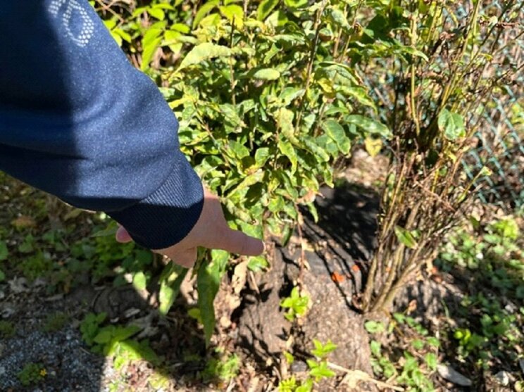 60代女性が指差したキノコらしきもの。おそらくカエンタケではない