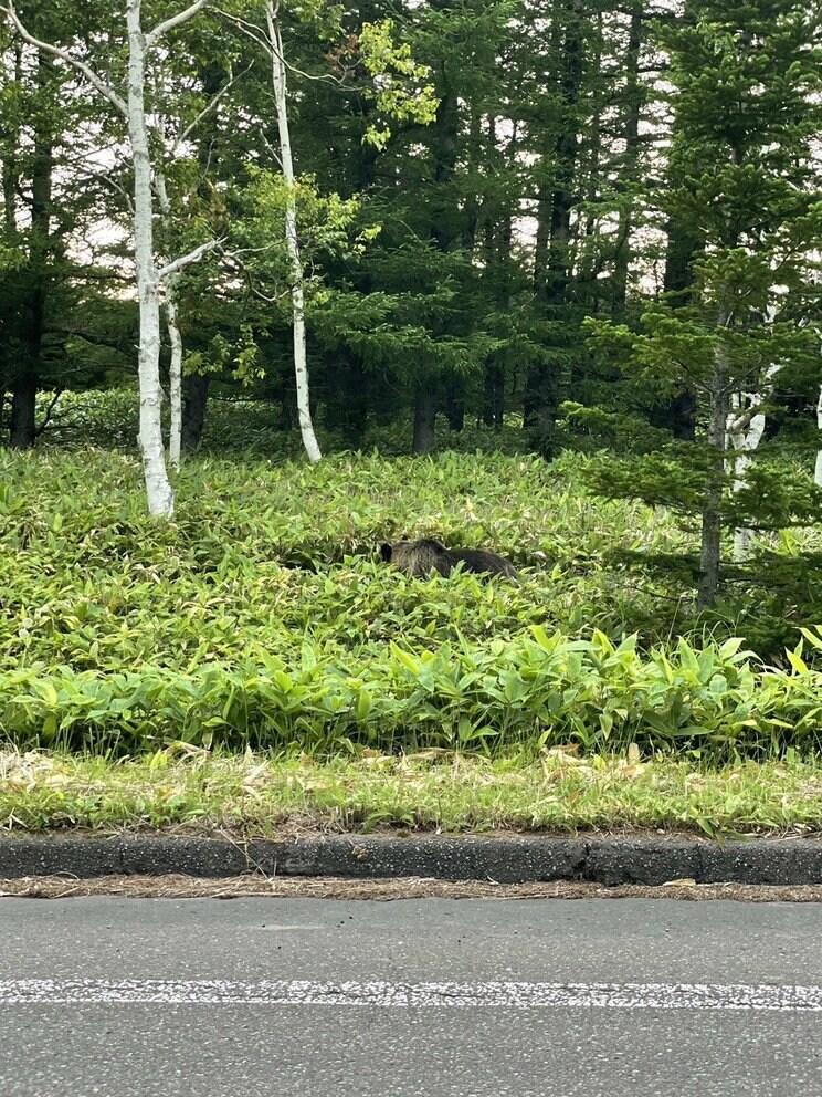 最後は茂みに入り、消えていった