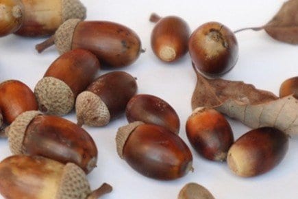 どんぐり（PhotoAC）