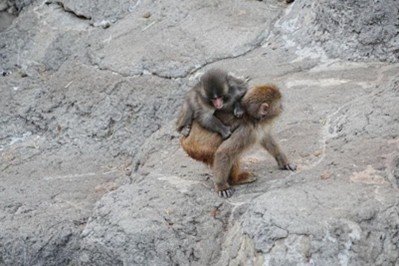 群れのサルの背に乗るパンチくん（写真／市川市動植物園公式Xより）