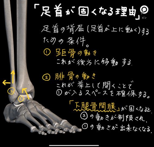 足首が硬くなる骨の構造（写真提供：GENRYU 綜合整体）