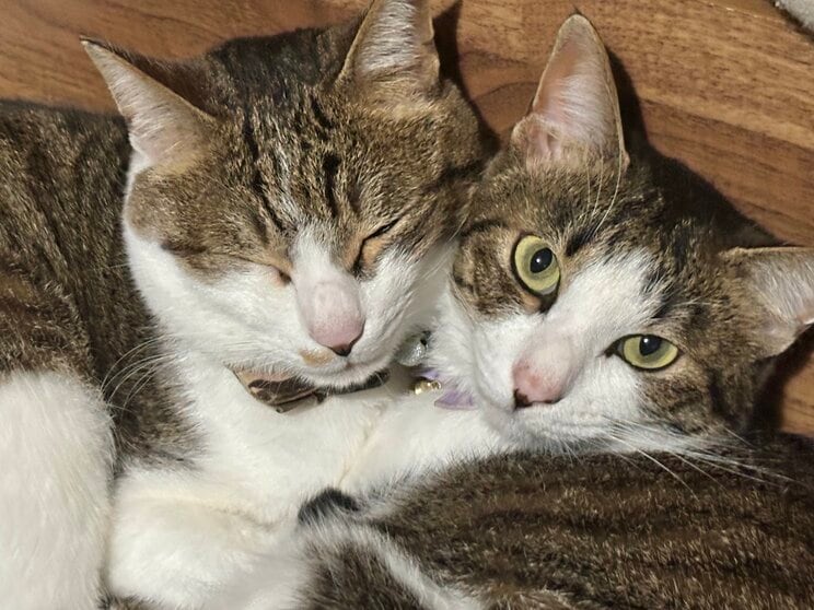 ２匹仲良く一緒に寝ることも