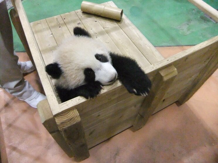 神戸さんが名付け親になった優浜（写真／神戸万知さん）