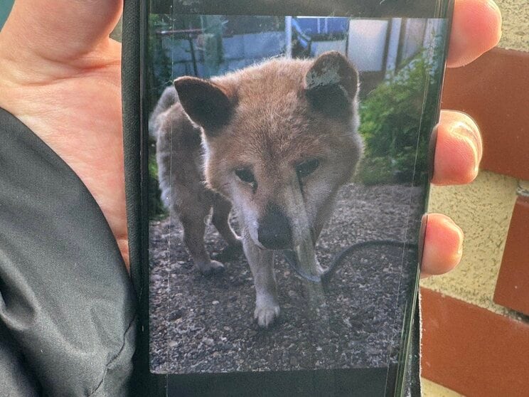 襲われた愛犬ダイくん（写真／Aさん提供）