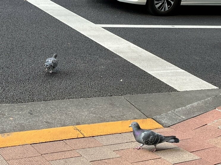 「道路は人間のもの」逮捕されたハト轢き男（50）を直撃！ なぜこれまで何匹ものハトが轢かれた“現場”で男だけが逮捕されたのか？ 近隣住民は「アパートにひとり暮らしで、トラブルもなく印象が薄い…」_5