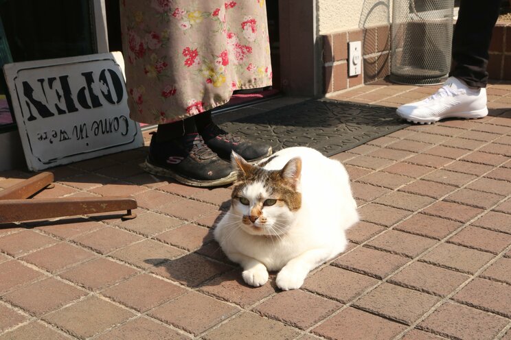 「珈琲　UEDA」の看板猫