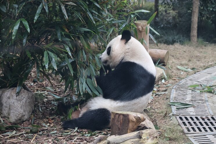 中国での楓浜の様子（写真／神戸万知さん）