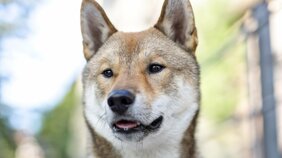 「犬を大事にしているがピントがズレた飼い主だった」四国犬が小学生ら12人を襲撃「犬が悪いわけではない」「本当は優しい犬種」それでもヤバかった狂犬病の恐怖
