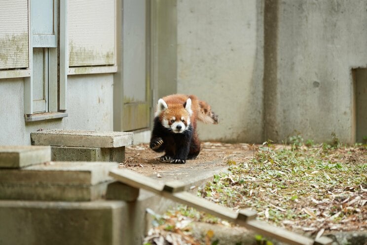 2本足で立つ姿でレッサーパンダブームを巻き起こした風太くんも20歳に。人間なら80歳以上のご長寿「孫に囲まれ幸せな日々」の中、まだ立っているのか？_16