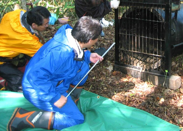 生態調査の様子。捕獲ワナにかかったヒグマに、吹き矢で麻酔薬を投与する。写真提供：坪田敏男