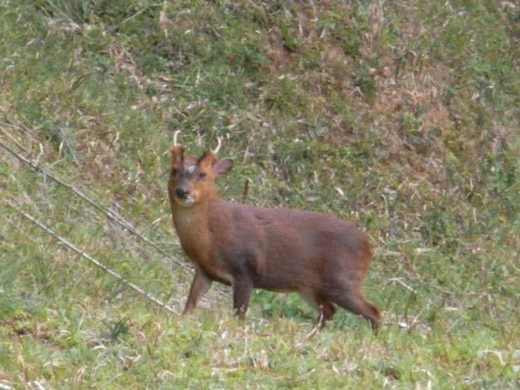 〈大量繁殖キョンの捕獲現場〉「最初はごめんねと思っていましたが…」おととしは千葉県で8000匹以上を捕獲も「解体は1日5頭が限界」解体作業員に密着_8