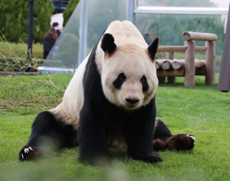 浜家16頭のビッグダディ永明（えいめい）（写真／神戸万知さん）