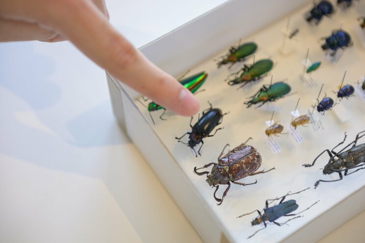 採集総数２万点以上！　ガチで虫を採り続ける北大卒イケメン昆虫ハンター。「学歴は自分が好きなことをやる上で便利なもの」_6