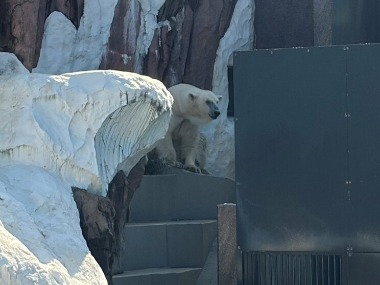 〈旧パンダ舎は解体へ〉入園者2割減…次の主役はハシビロコウ？ 副園長が語った上野動物園の今「またパンダ飼育にチャレンジしていければ」_14