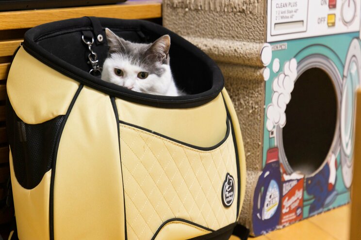 1匹でも不幸な猫をなくしたい。サンシャイン池崎のジャスティスな保護猫との暮らし。_13