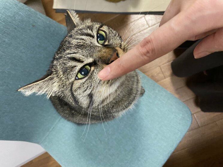 虐待で3本足になった保護猫・しじみちゃんと漫画家の幸せな日々_11