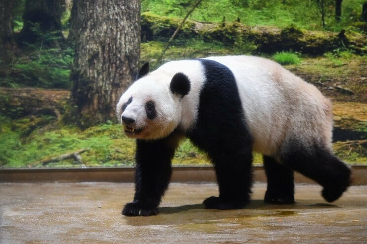 上野動物園にいた時のレイレイ＝1月19日、(公財)東京動物園協会提供