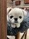【画像あり】フォロワー数14.6万! 令和の超人気犬「おもちくん」。俳優・高橋一生ともCM共演した癒し満載のキュートな素顔に接近!_22