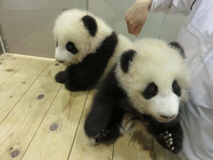 癒しの双子パンダ桜浜・桃浜（写真／神戸万知さん）