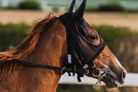 競馬の勝敗を決めるのは「馬の能力」が9割! 騎手・血統・コース適正・パドックも全て無視して馬券は買うべき根拠