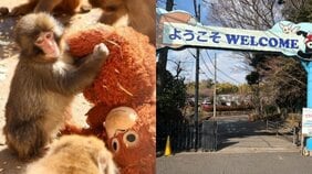 「ぬいぐるみと一緒に寝てます」話題の子ザル・パンチ、飼育員が語る「独り立ち」の時期