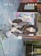 酒井若菜 写真集 『ぴこぴこ。』