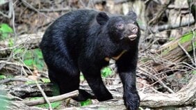 〈母グマを殺されたコグマに注意!〉人を食べたクマの攻撃性や食性は親から子へ伝わる「今年は都市部の動物園にクマの侵入が相次ぐ可能性も」と専門家が警鐘