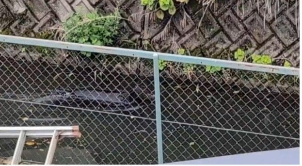 用水路を泳ぐクマ（写真／地元住民提供）