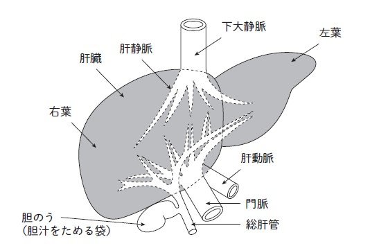 肝臓のしくみ