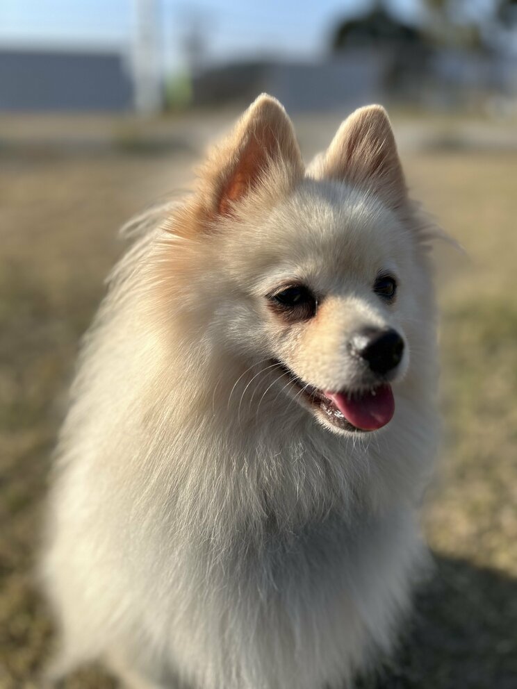 ハク号（写真／竹越さん提供）