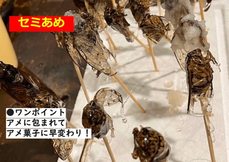 果たしてどんな味がするのか…「セミあめ」