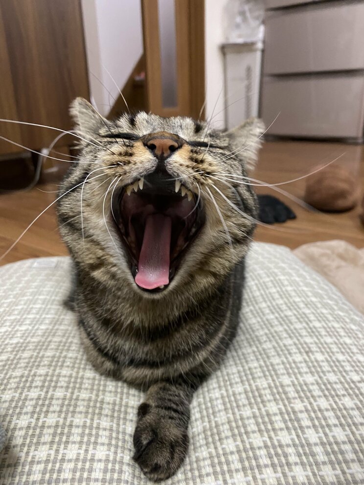 虐待で3本足になった保護猫・しじみちゃんと漫画家の幸せな日々_13