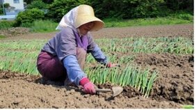 「弱い者いじめだと感じました」漬物生産者の70%以上が廃業に…千葉県の道の駅、農産物直売所から聞こえたさみしい声「また一つ大切な物がこの国からなくなりました」