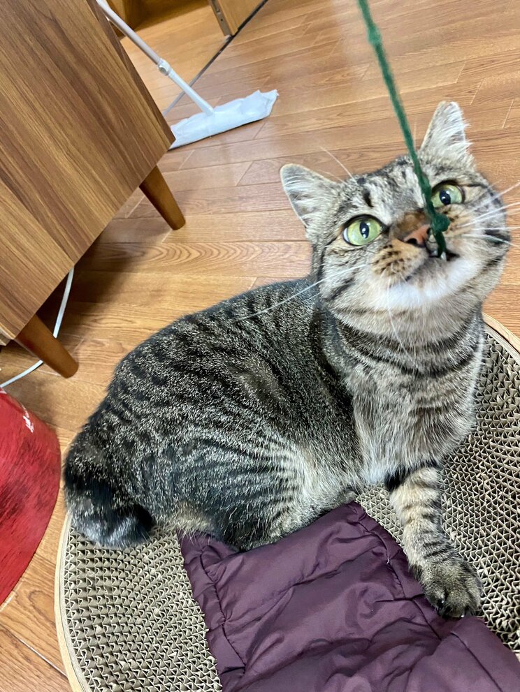 虐待で3本足になった保護猫・しじみちゃんと漫画家の幸せな日々_10