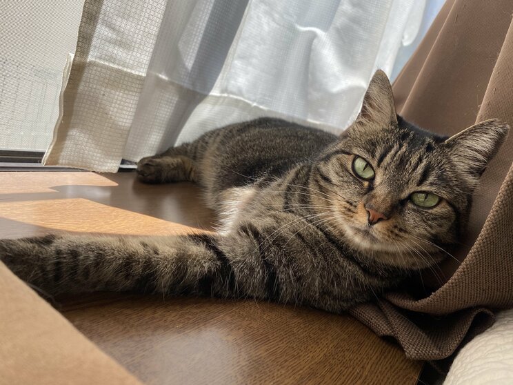 虐待で3本足になった保護猫・しじみちゃんと漫画家の幸せな日々_8