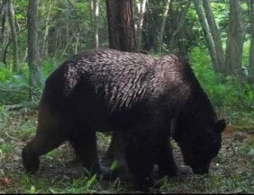 <最凶ヒグマOSO18遂に>駆除したのは役場職員の鹿撃ち「怪我で弱ってたんじゃないか」「オソに手傷を負わせる強いクマがまだいる」お手柄にもかかわらず、役場も本人も諸手を挙げて喜べない理由
