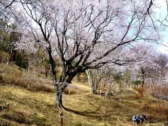 エドヒガンの森(川西市HPより)