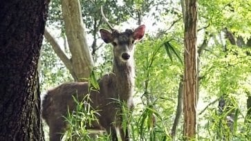 〈シカの角で胸を刺され男性死亡〉年間5000頭を駆除でも増え続ける福知山のシカ…奈良と違って「害獣」扱いされるワケ_7