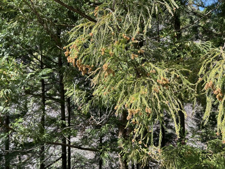 奥多摩で撮影したスギの木（撮影／集英社オンライン編集部）