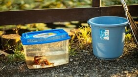 家で飼うのは元気なザリガニか、怪我をしたザリガニか。新米パパの脳天に強烈な一撃を見舞った“チビ”のひと言とは?