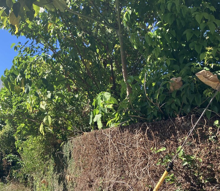 現場となった空き家周辺には草木が…