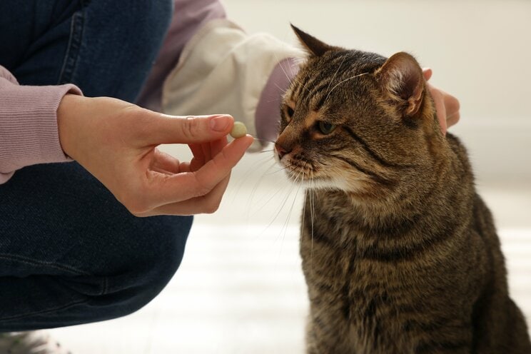 余命2週間、腎不全末期だった猫が1年以上も延命。驚きの効果を発揮したタンパク質「AIM」が猫に初めて投与された日_3