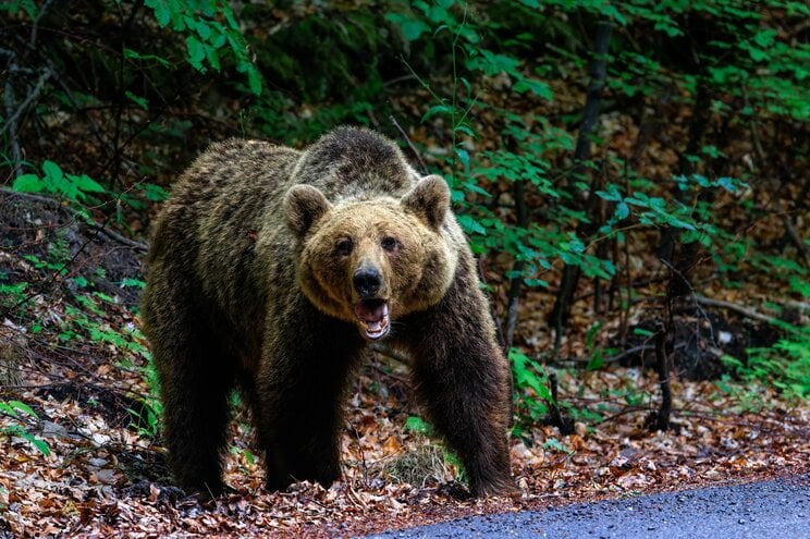 「ヒグマが私の頭蓋骨と顔面をむさぼってる…」なぜ日本人は”ロシアの残虐事件”を見ぬふりで凶暴な猛獣を駆除しないのか _2