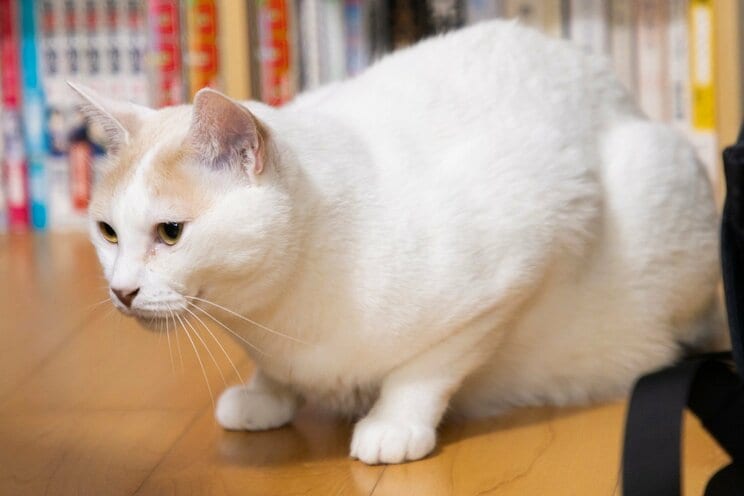 1匹でも不幸な猫をなくしたい。サンシャイン池崎のジャスティスな保護猫との暮らし。_14